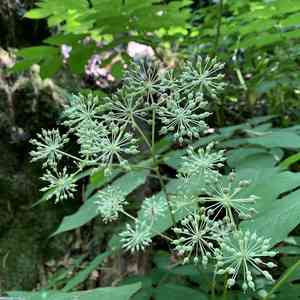 California spikenard(Aralia californica)