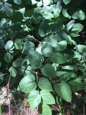 California spikenard(Aralia californica)