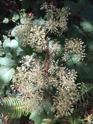 California spikenard(Aralia californica)