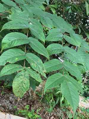 Chinese angelica tree(Aralia chinensis)