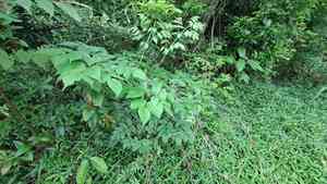 Chinese angelica tree(Aralia chinensis)