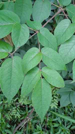 Chinese angelica tree(Aralia chinensis)