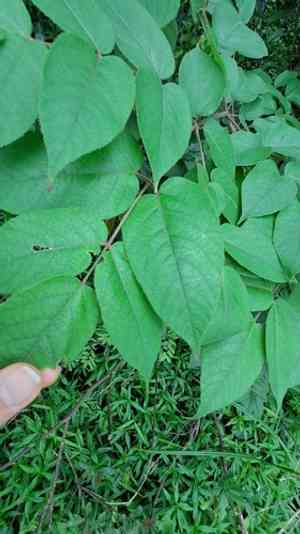 Chinese angelica tree(Aralia chinensis)