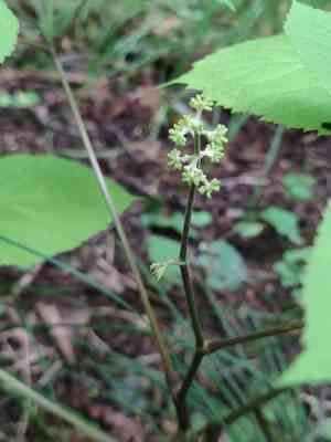 Manchurian spikenard(Aralia continentalis)