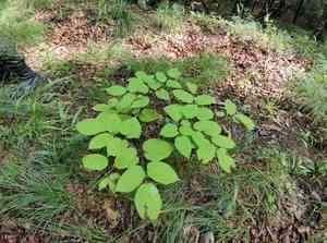 Manchurian spikenard(Aralia continentalis)