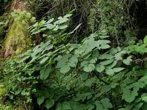 Spikenard(Aralia cordata)