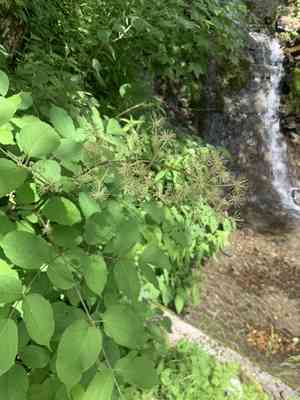 Spikenard(Aralia cordata)