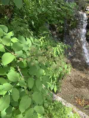 Spikenard(Aralia cordata)