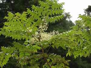 Japanese angelica tree(Aralia elata)