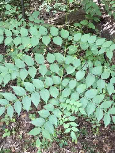 Japanese angelica tree(Aralia elata)