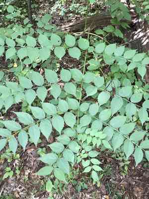 Japanese angelica tree(Aralia elata)