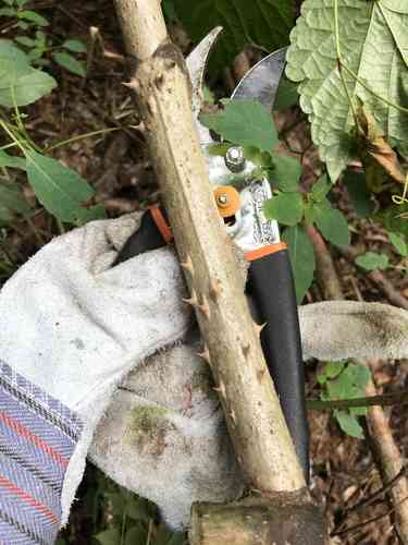 Japanese angelica tree(Aralia elata)