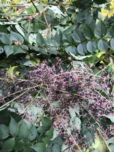 Japanese angelica tree(Aralia elata)