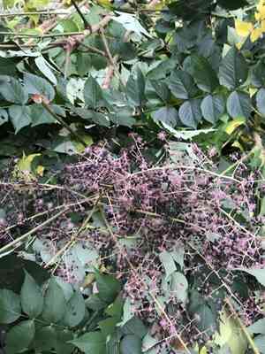 Japanese angelica tree(Aralia elata)