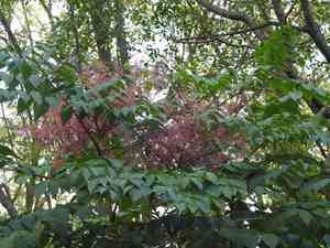 Japanese angelica tree(Aralia elata)