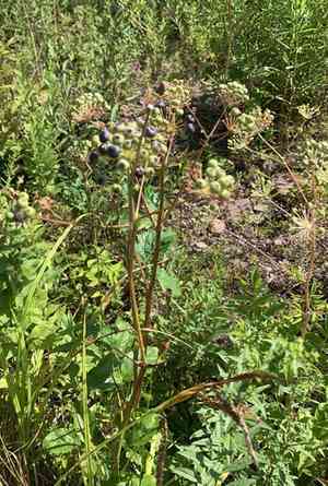 Bristly Sarsaparilla(Aralia hispida)