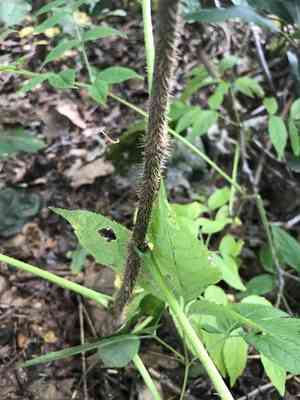 Bristly Sarsaparilla(Aralia hispida)