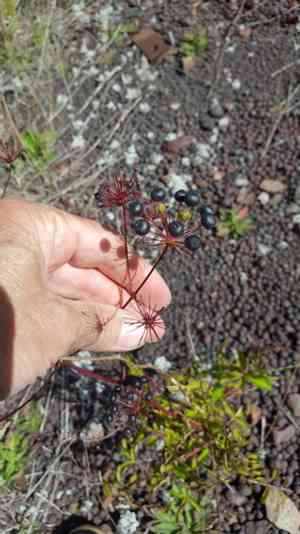 Bristly Sarsaparilla(Aralia hispida)