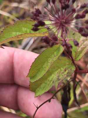 Bristly Sarsaparilla(Aralia hispida)