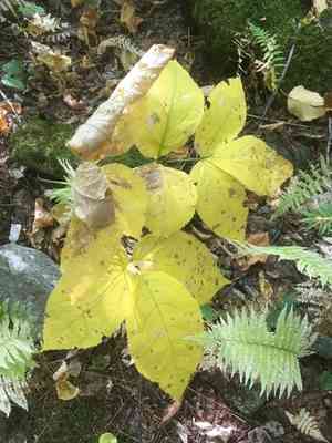 Wild sarsaparilla(Aralia nudicaulis)