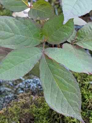 Wild sarsaparilla(Aralia nudicaulis)