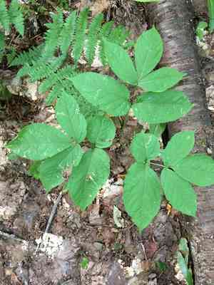 Wild sarsaparilla(Aralia nudicaulis)