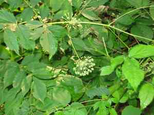 Wild sarsaparilla(Aralia nudicaulis)
