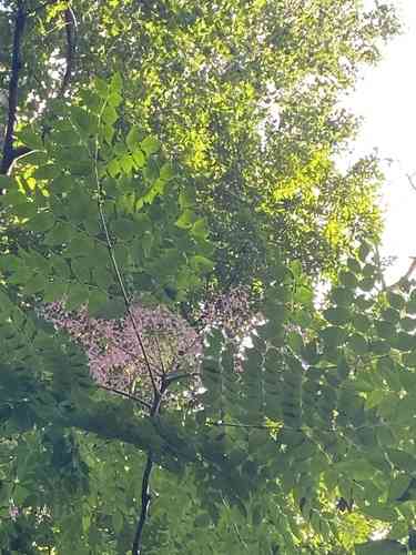 Devil's walking stick(Aralia spinosa)