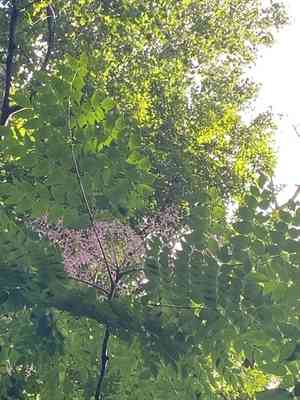 Devil's walking stick(Aralia spinosa)