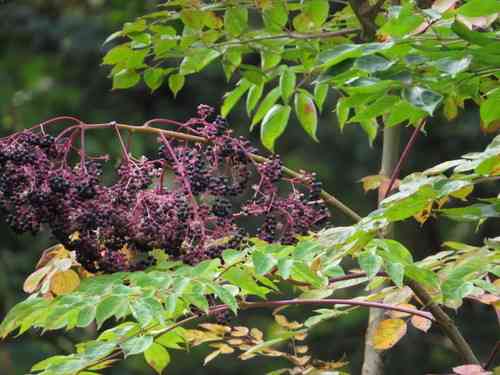 Devil's walking stick(Aralia spinosa)