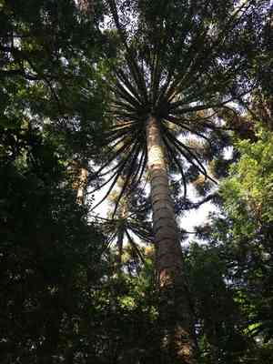 Parana pine(Araucaria angustifolia)