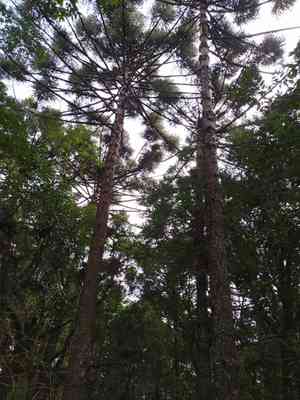 Parana pine(Araucaria angustifolia)