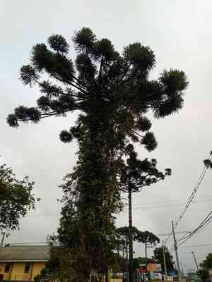 Parana pine(Araucaria angustifolia)