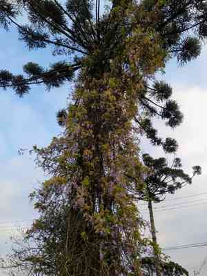 Parana pine(Araucaria angustifolia)