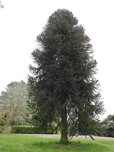 Monkey puzzle tree(Araucaria araucana)