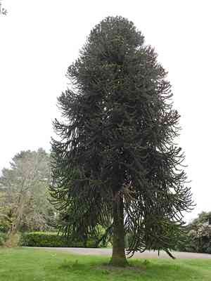 Monkey puzzle tree(Araucaria araucana)