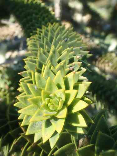 Monkey puzzle tree(Araucaria araucana)