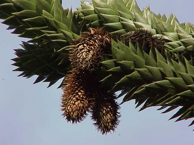 Monkey puzzle tree