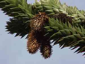 Monkey puzzle tree(Araucaria araucana)