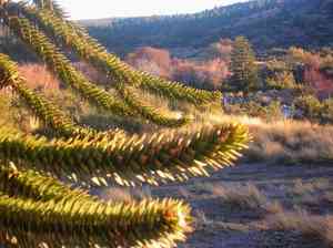 Monkey puzzle tree(Araucaria araucana)