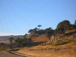 Monkey puzzle tree(Araucaria araucana)