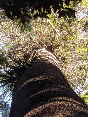 Bunya pine(Araucaria bidwillii)