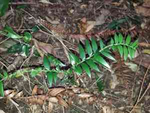 Bunya pine(Araucaria bidwillii)