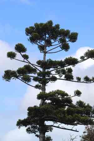 Hoop Pine(Araucaria cunninghamii)