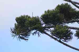 Hoop Pine(Araucaria cunninghamii)