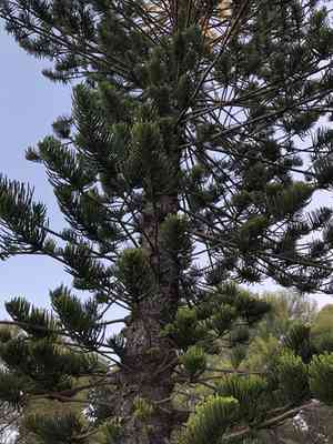 Hoop Pine(Araucaria cunninghamii)