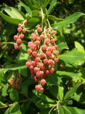 Pacific madrone(Arbutus menziesii)