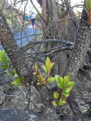 Strawberry tree(Arbutus unedo)