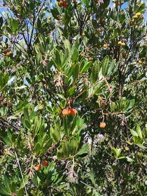 Strawberry tree(Arbutus unedo)