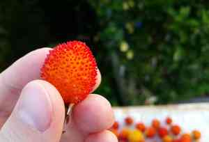 Strawberry tree(Arbutus unedo)